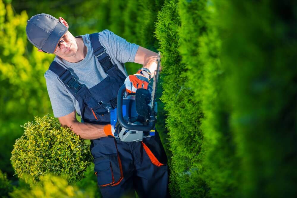 image of gardener Toowoomba using a hedge trimming tool trimming a green hedge 