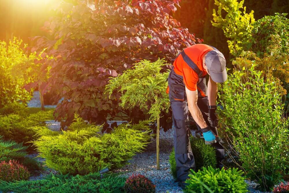 a worker in blue overalls doing some Garden Maintenance in a stone based garden