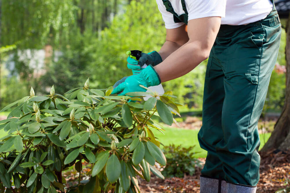 a waste height image of a worker doing some Garden Maintenance by spraying some pesticide onto the leaf of a small tree